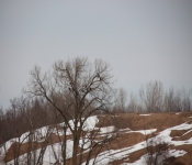 2013 03 23 RedWing 010